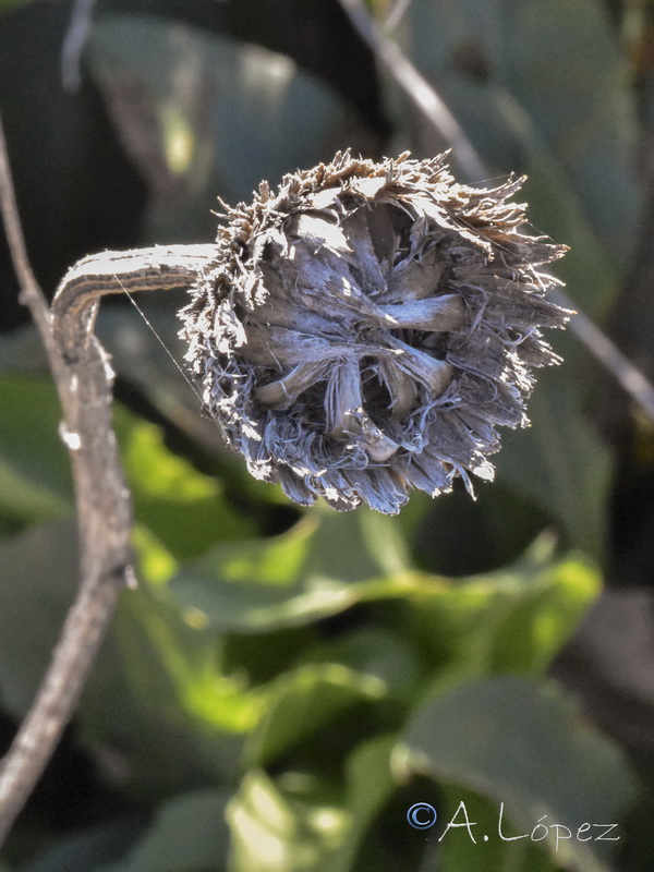 Klase flavescens mucronata.17