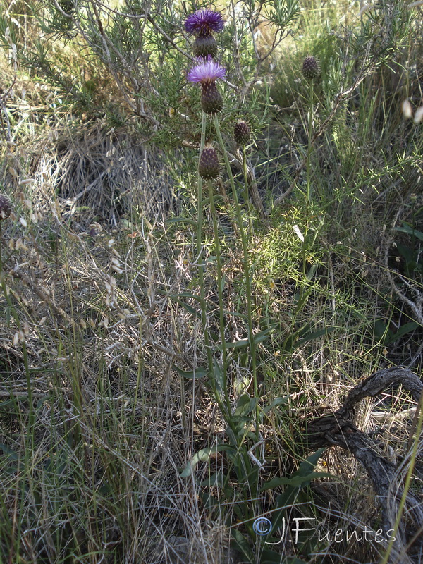 Klasea flavescens mucronata.01