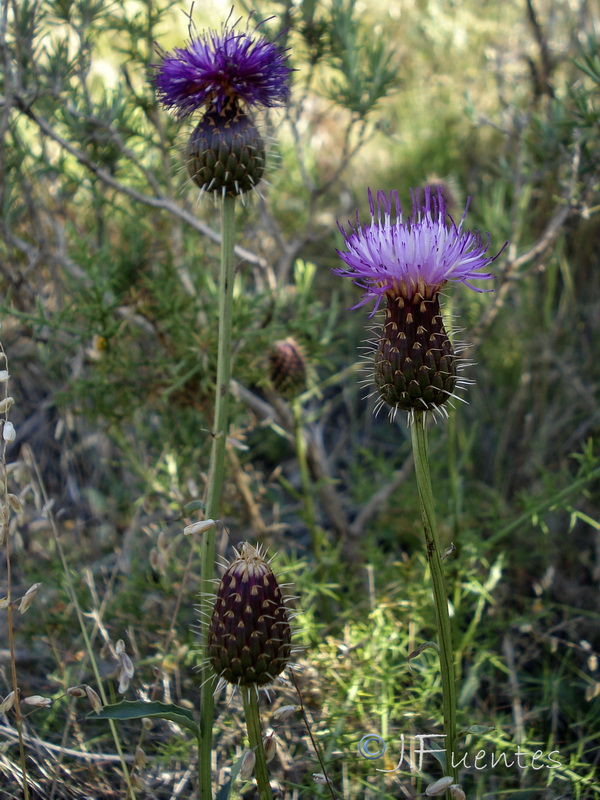 Klasea flavescens mucronata.02