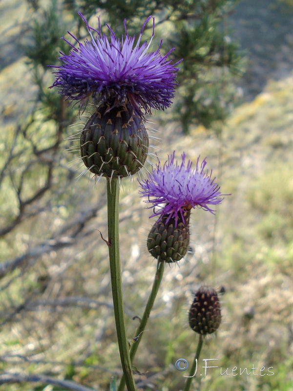 Klasea flavescens mucronata.03