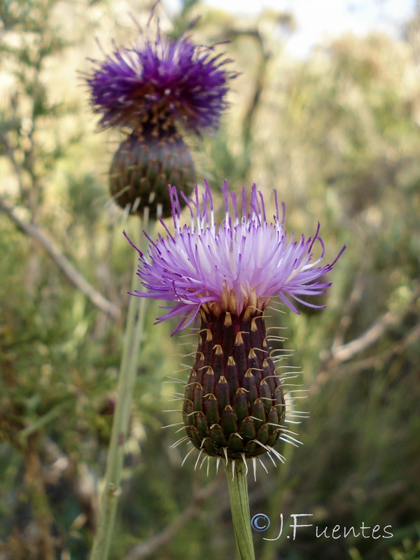 Klasea flavescens mucronata.04