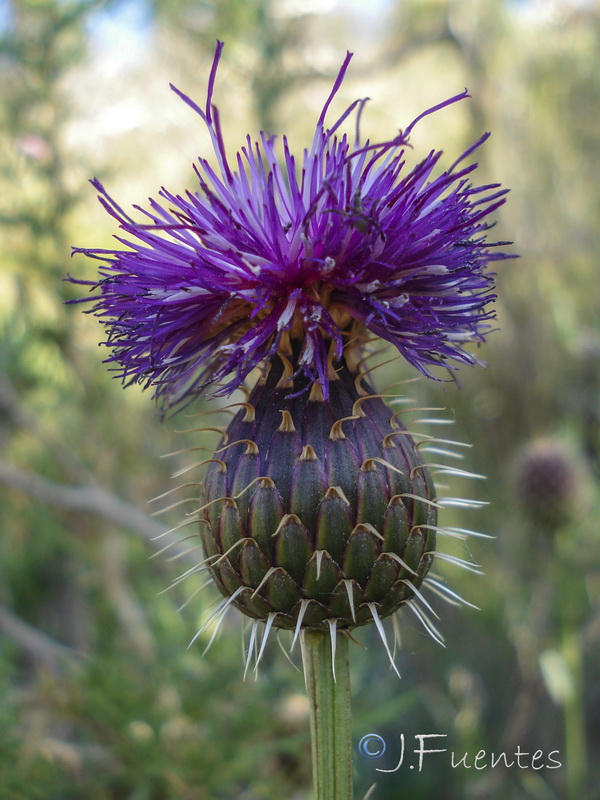 Klasea flavescens mucronata.05