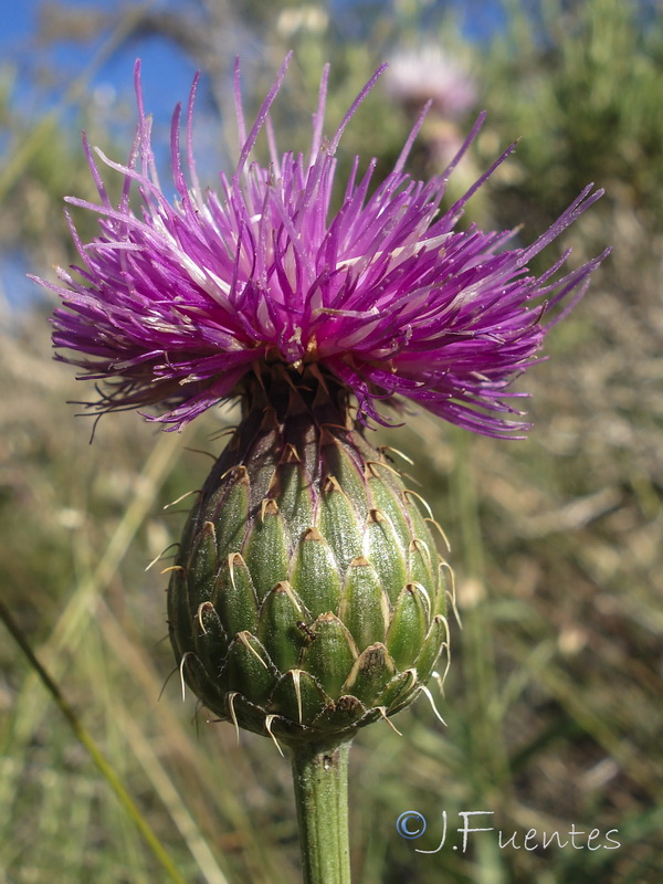 Klasea flavescens mucronata.07