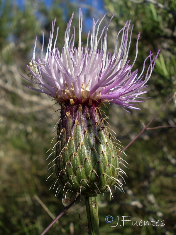 Klasea flavescens mucronata.08