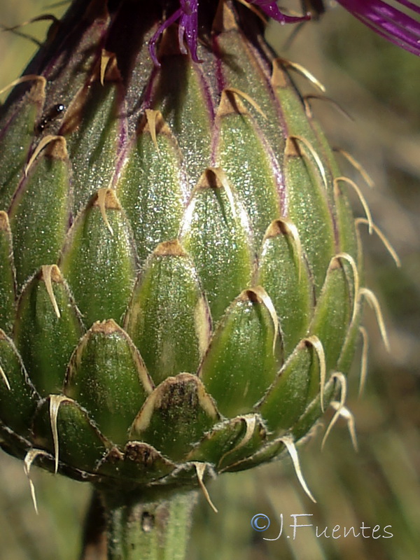 Klasea flavescens mucronata.09