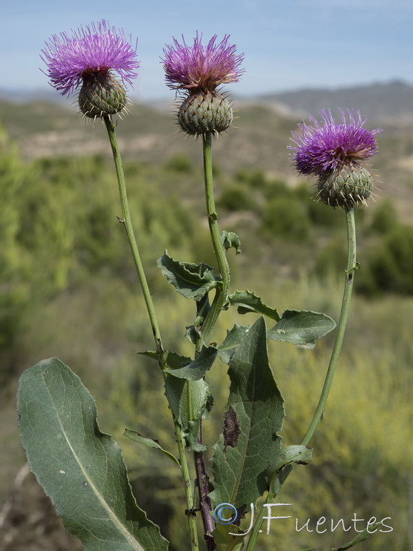 Klasea flavescens mucronata.10