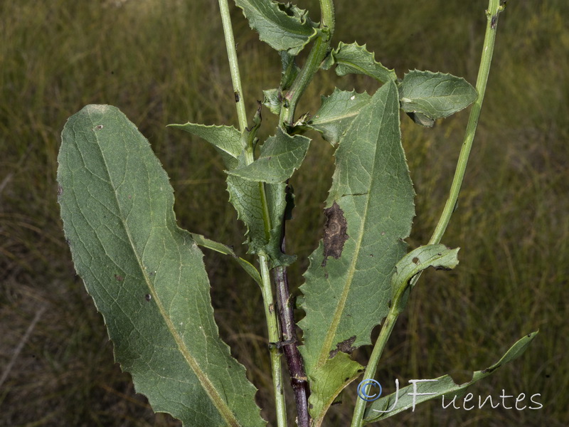 Klasea flavescens mucronata.11