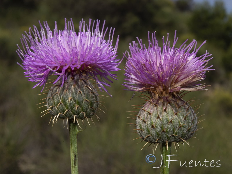 Klasea flavescens mucronata.12