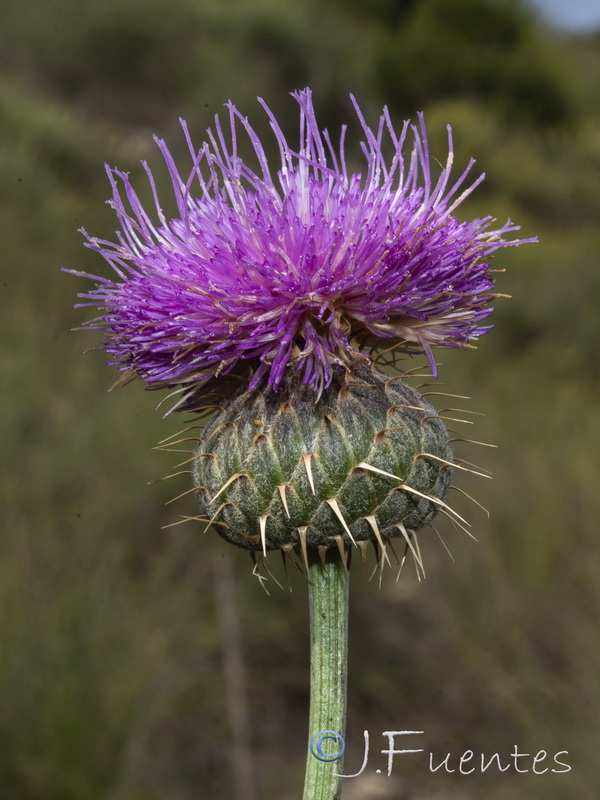 Klasea flavescens mucronata.13