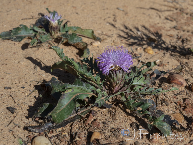 Klasea integrifolia monardii.01