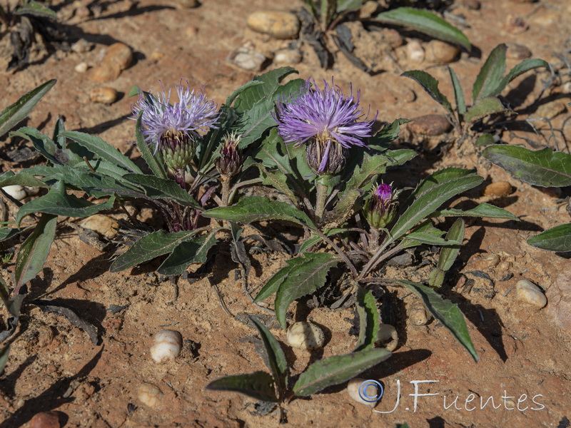 Klasea integrifolia monardii.02