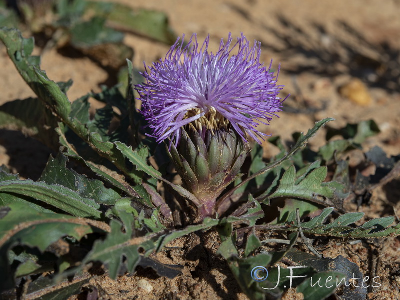 Klasea integrifolia monardii.05