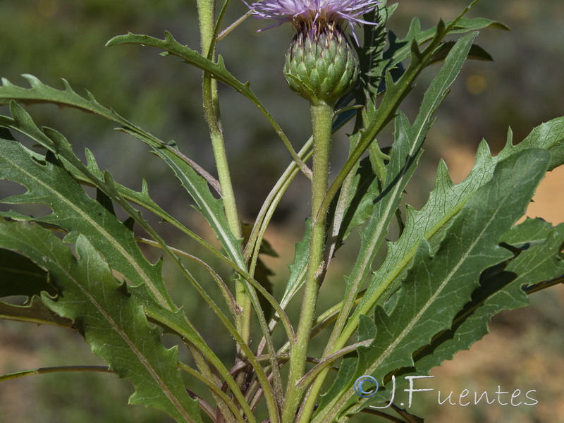 Klasea integrifolia monardii.06