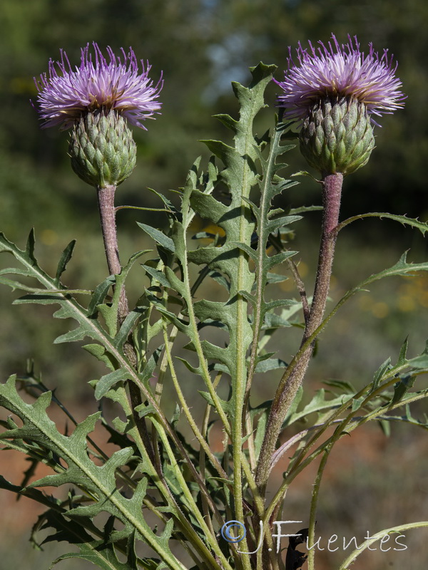 Klasea integrifolia monardii.07