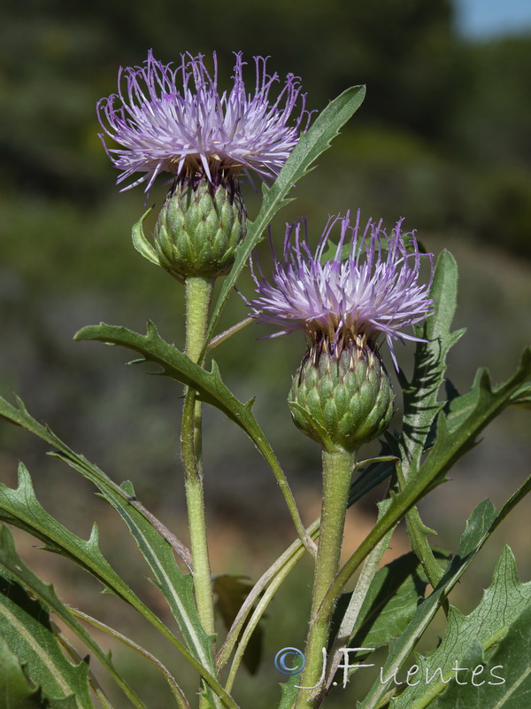 Klasea integrifolia monardii.08