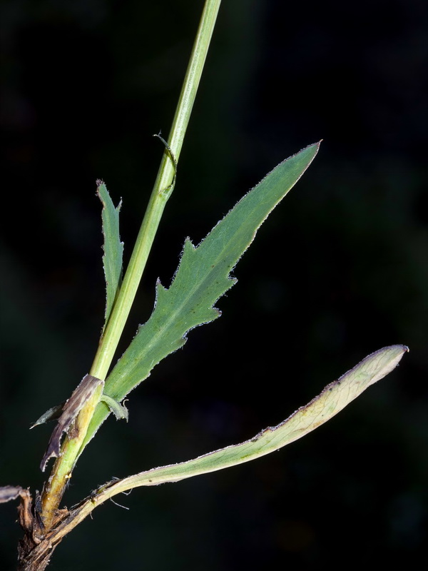 Klasea nudicaulis.03