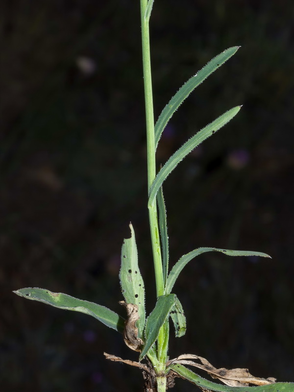 Klasea nudicaulis.05