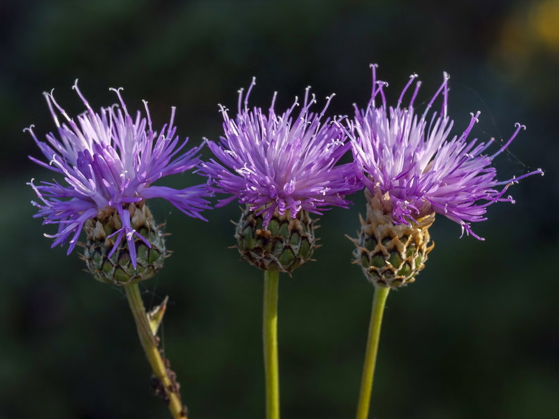 Klasea nudicaulis.07
