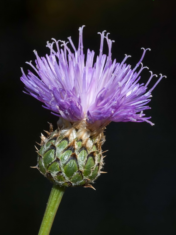 Klasea nudicaulis.09