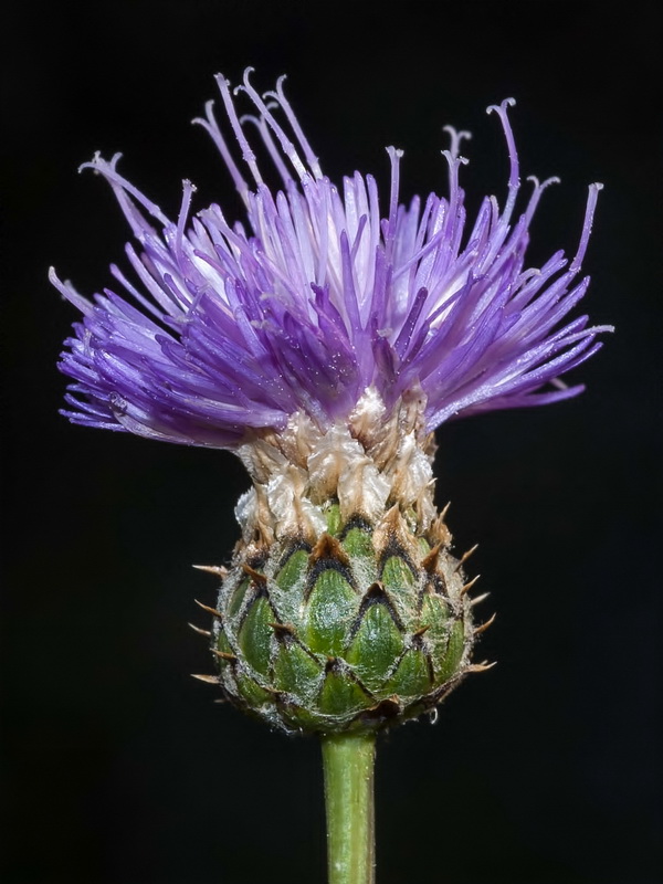 Klasea nudicaulis.10