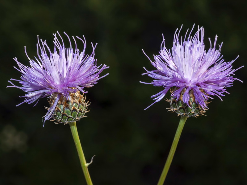 Klasea nudicaulis.11