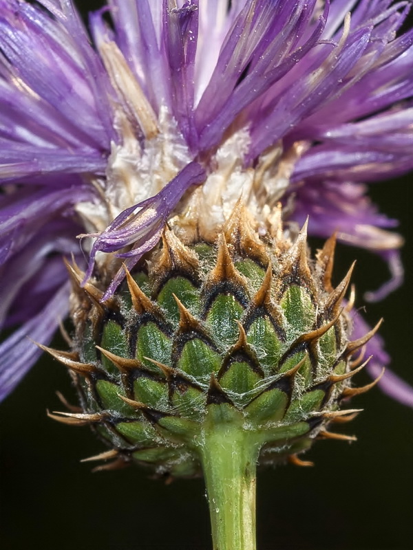 Klasea nudicaulis.12