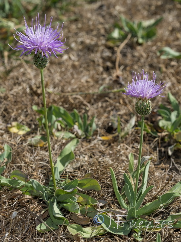 Klasea nudicaulis.14
