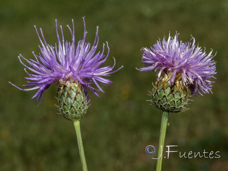Klasea nudicaulis.15