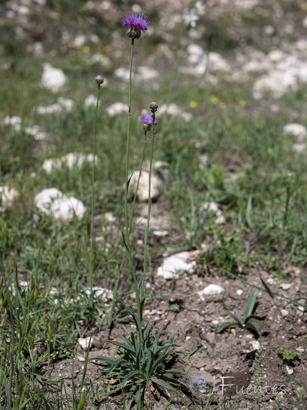 Klasea nudicaulis.17