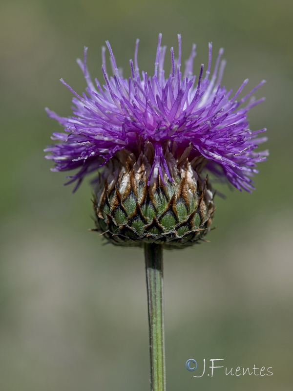 Klasea nudicaulis.18