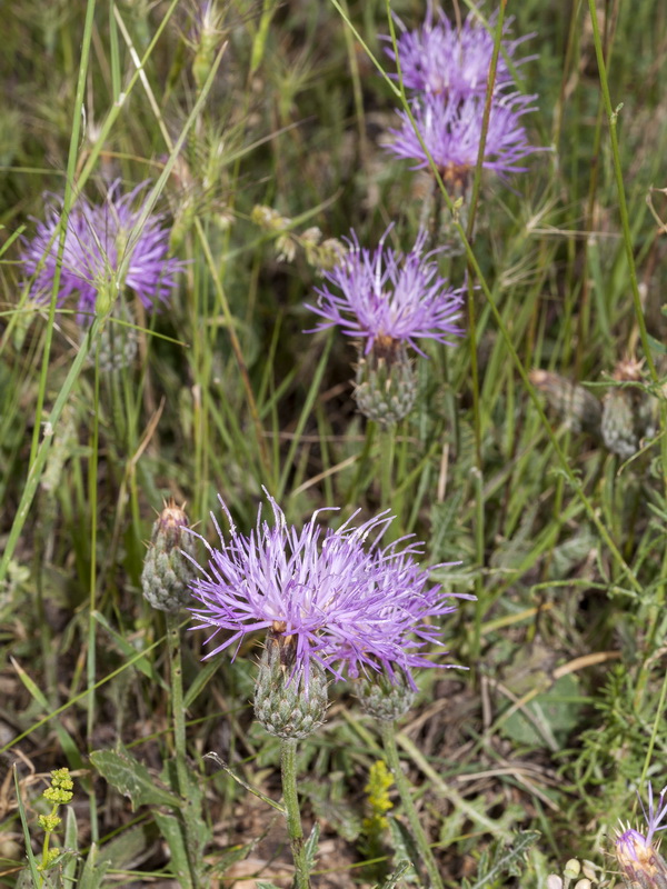Klasea pinnatifida.01