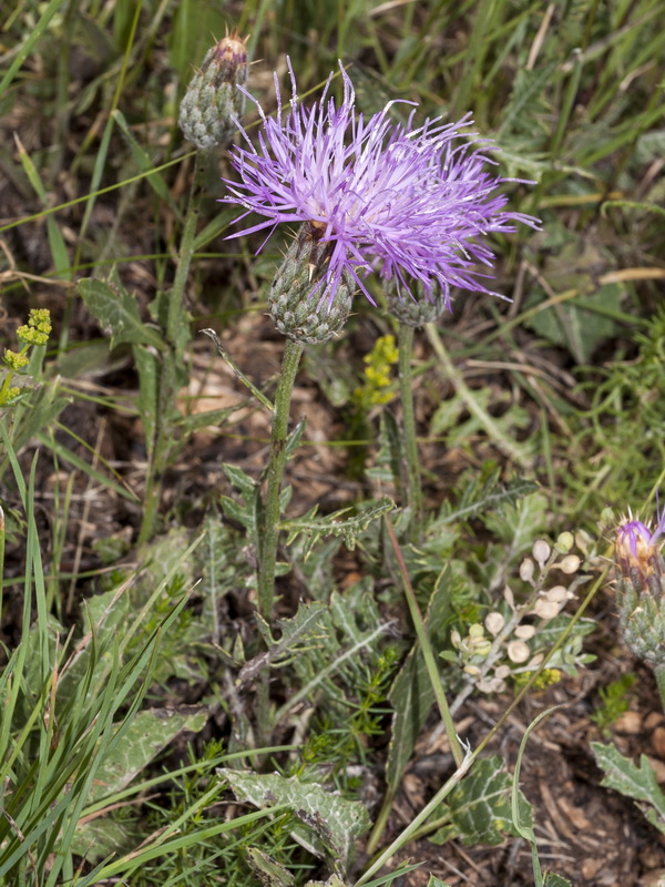 Klasea pinnatifida.02