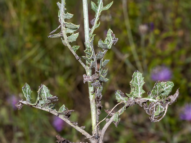 Klasea pinnatifida.03