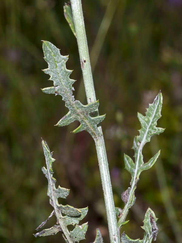 Klasea pinnatifida.04