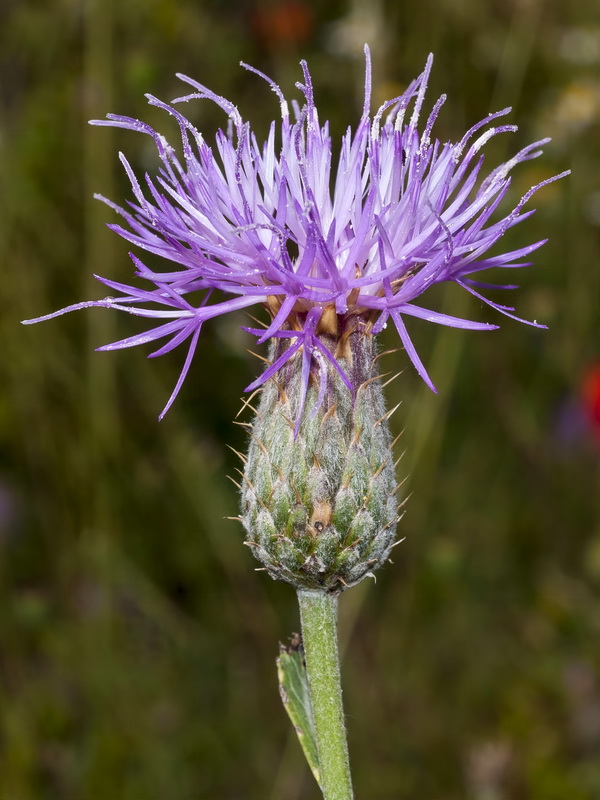 Klasea pinnatifida.05