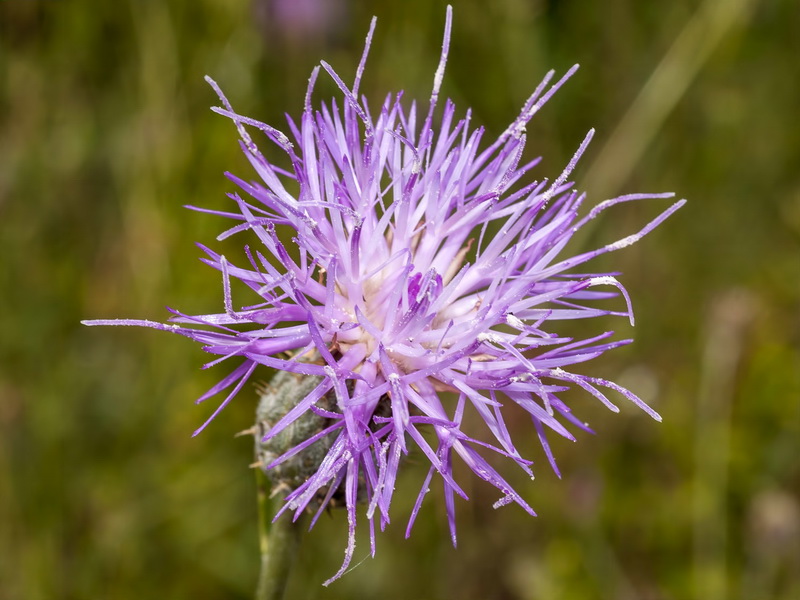 Klasea pinnatifida.07