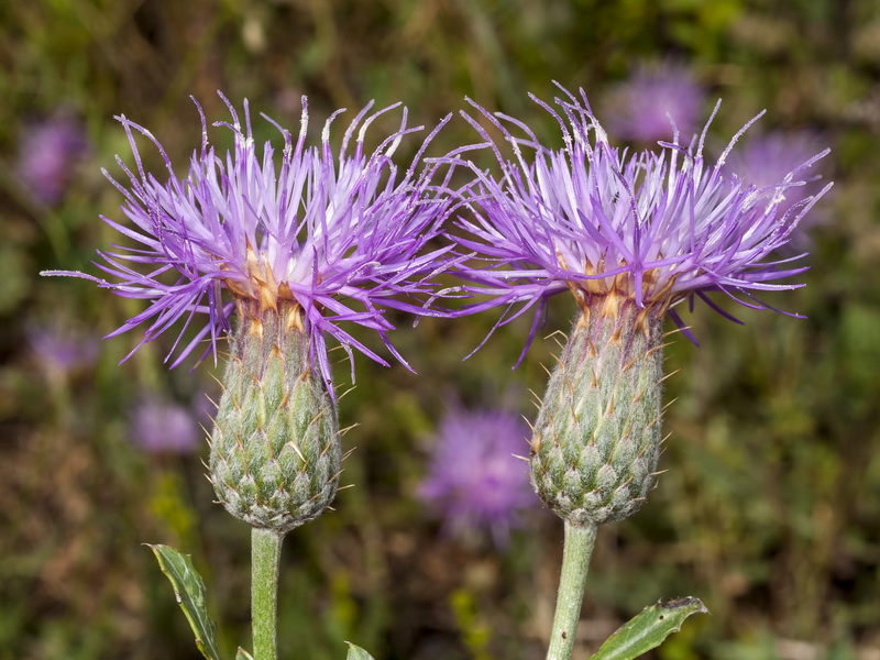 Klasea pinnatifida.08