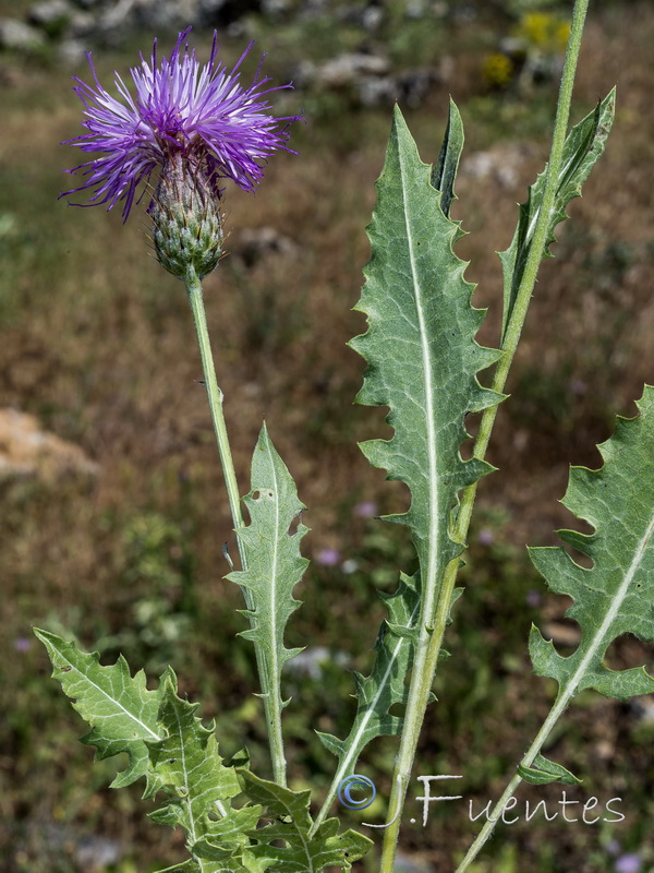 Klasea pinnatifida.09