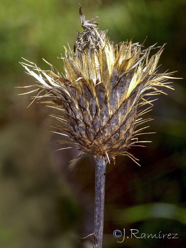 Klasea pinnatifida.12
