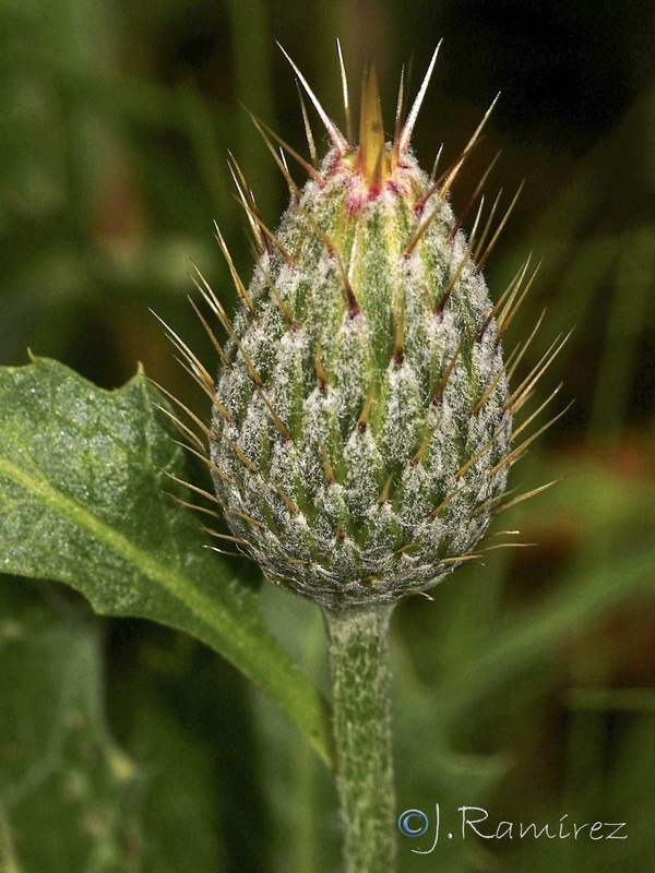 Klasea pinnatifida.13