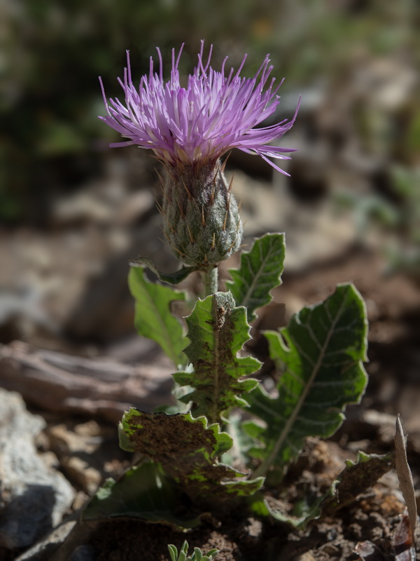 Klasea pinnatifida.15