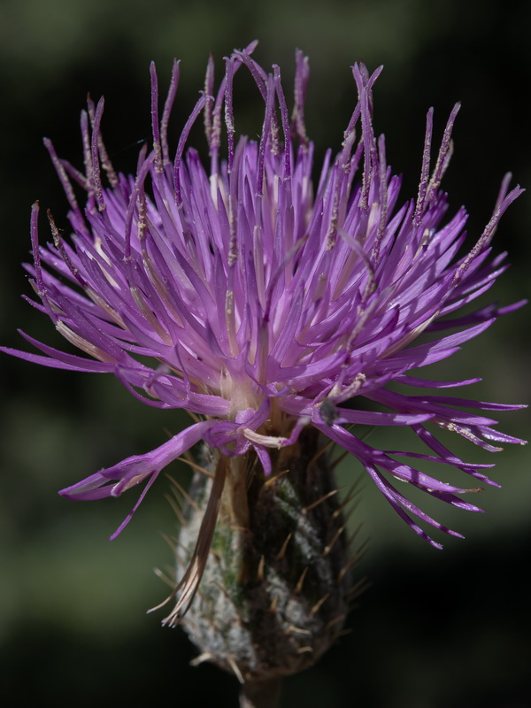 Klasea pinnatifida.19