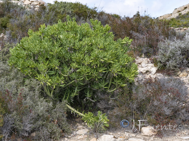 Kleinia neriifolia.01