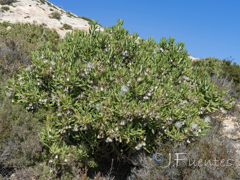 Kleinia anteuphorbium.02