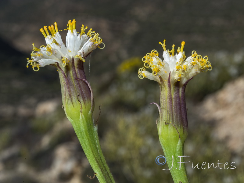 Kleinia anteuphorbium.05