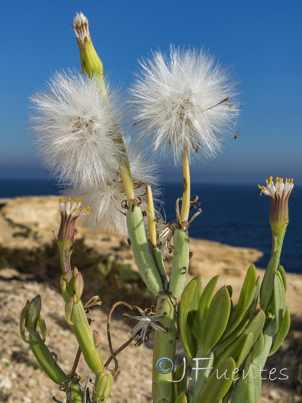 Kleinia anteuphorbium.06