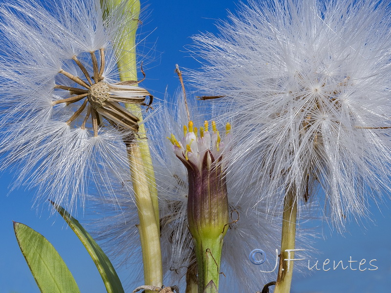 Kleinia anteuphorbium.07