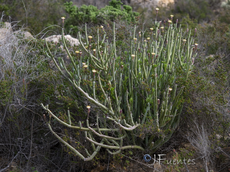 Kleinia anteuphorbium.25