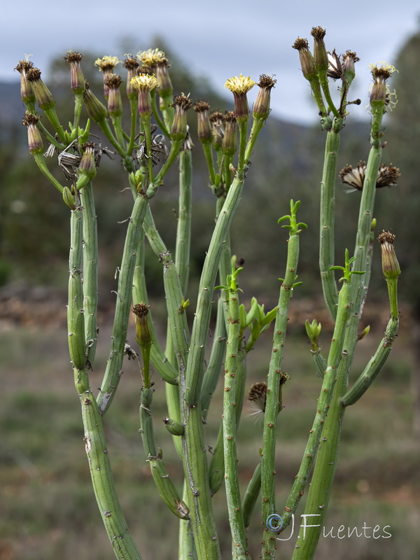 Kleinia anteuphorbium.26