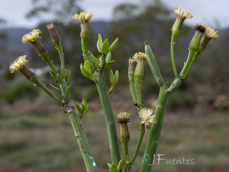 Kleinia anteuphorbium.03